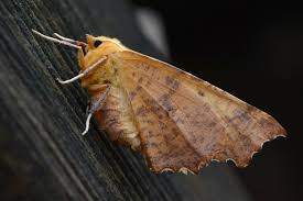 Attēlu rezultāti vaicājumam “Ennomos autumnaria”