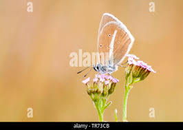 Attēlu rezultāti vaicājumam “Agrodiaetus damon”