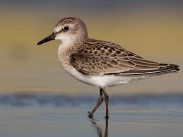 Attēlu rezultāti vaicājumam “Heyderia pusilla”