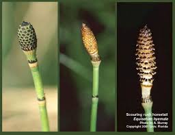 Attēlu rezultāti vaicājumam “Equisetum hyemale”