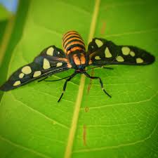 Attēlu rezultāti vaicājumam “Laothoe populi larva”
