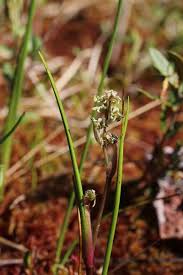 Attēlu rezultāti vaicājumam “Scheuchzeria palustris”