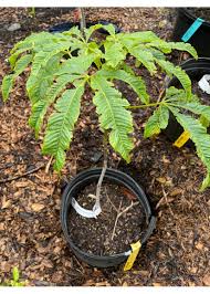 Attēlu rezultāti vaicājumam “Aesculus flava bud”