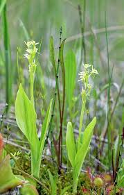 Attēlu rezultāti vaicājumam “Liparis loeselii flower”