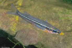 Attēlu rezultāti vaicājumam “Craterium sp.”