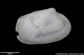 Attēlu rezultāti vaicājumam “Mya arenaria”