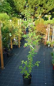 Attēlu rezultāti vaicājumam “x Sorbaronia fallax”