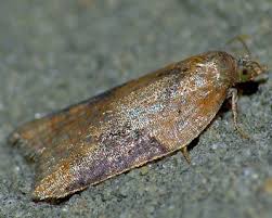 Attēlu rezultāti vaicājumam “Acleris laterana”