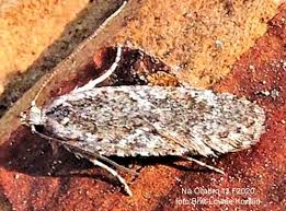Attēlu rezultāti vaicājumam “Agonopterix hypericella”