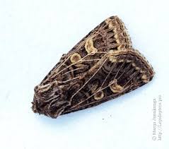 Attēlu rezultāti vaicājumam “Tholera decimalis male”