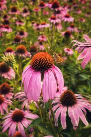 Attēlu rezultāti vaicājumam “Calamagrostis purpurea flower”