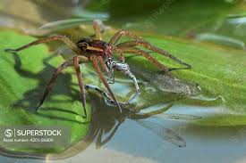 Attēlu rezultāti vaicājumam “Dolomedes fimbriatus”