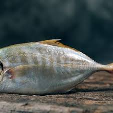 Image result for Coregonus lavaretus oxyrinchus