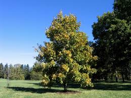 Attēlu rezultāti vaicājumam “Carya ovata”