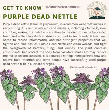 Attēlu rezultāti vaicājumam “Lamium purpureum”