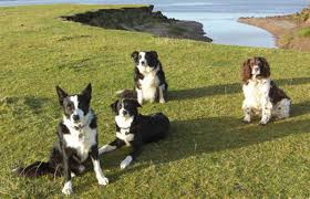 Image result for Leeds Mad Dogs