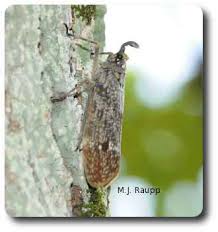 Attēlu rezultāti vaicājumam “Fuligo licentii macro”