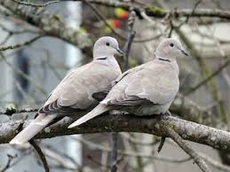 Attēlu rezultāti vaicājumam “Streptopelia decaocto adult”