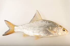 Image result for Rutilus rutilus