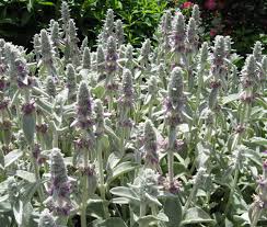 Attēlu rezultāti vaicājumam “Stachys officinalis bud”