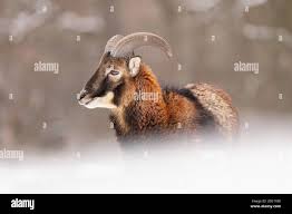 Attēlu rezultāti vaicājumam “Ovis aries juvenile”