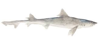 Image result for Mustelus antarcticus