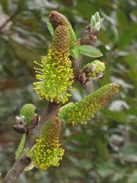 Attēlu rezultāti vaicājumam “Salix x doniana flower”