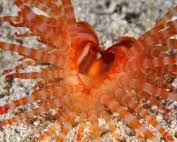 Attēlu rezultāti vaicājumam “Cribraria martinii macro”