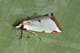 Attēlu rezultāti vaicājumam “Oecophoridae”