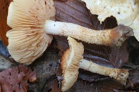 Attēlu rezultāti vaicājumam “Fuligo laevis”