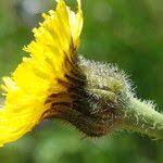 Attēlu rezultāti vaicājumam “Hypochaeris maculata”