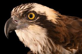 Attēlu rezultāti vaicājumam “Pandion haliaetus”