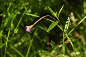 Attēlu rezultāti vaicājumam “Epilobium palustre flower”