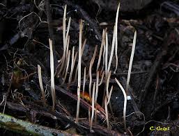 Attēlu rezultāti vaicājumam “Macrotyphula juncea”