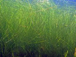 Attēlu rezultāti vaicājumam “Stuckenia pectinata leaf”