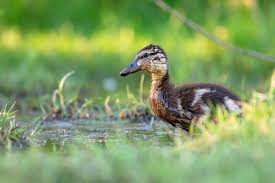 Attēlu rezultāti vaicājumam “Anas platyrhynchos juvenile”