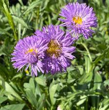 Image result for Aster novae-angliae