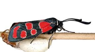 Attēlu rezultāti vaicājumam “Zygaena sp.”