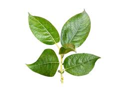 Attēlu rezultāti vaicājumam “Salix caprea leaf”