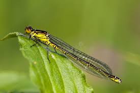 Attēlu rezultāti vaicājumam “Erythromma najas”