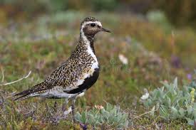 Attēlu rezultāti vaicājumam “Pluvialis apricaria adult”