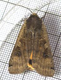 Attēlu rezultāti vaicājumam “Noctua pronuba”