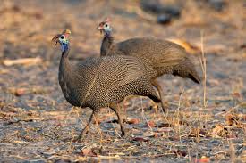 Attēlu rezultāti vaicājumam “Galliformes”