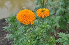 Attēlu rezultāti vaicājumam “Calendula officinalis leaf”