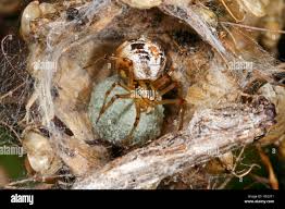 Attēlu rezultāti vaicājumam “Phylloneta cocoon”