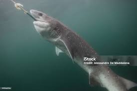 Image result for Notorynchus cepedianus