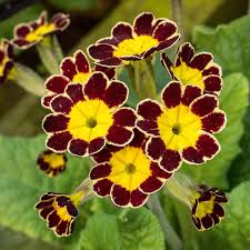 Attēlu rezultāti vaicājumam “Primula elatior flower”