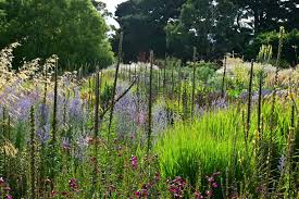 Image result for Digitalis ferruginea