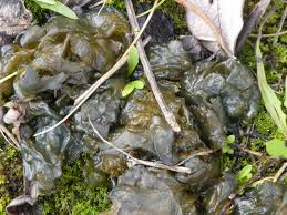 Attēlu rezultāti vaicājumam “Nostoc commune”