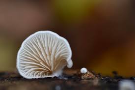 Attēlu rezultāti vaicājumam “Crepidotus versutus”